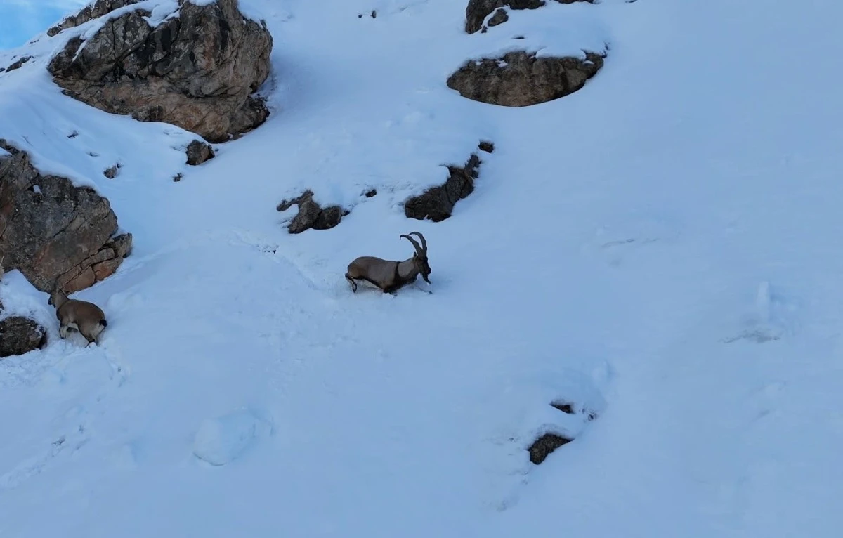 Karla kaplanan Munzur Dağlarında sürü halindeki yaban keçileri havadan görüntülendi