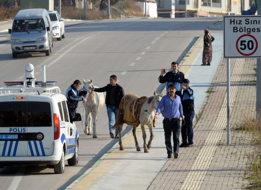  Başıboş at ve kaçak baraka sahipleri zabıta ve polise bıçakla direndi