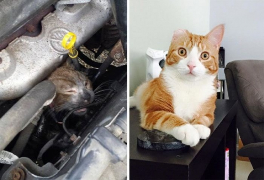 Sevgi ile hayatı değişen 14 sokak kedisi