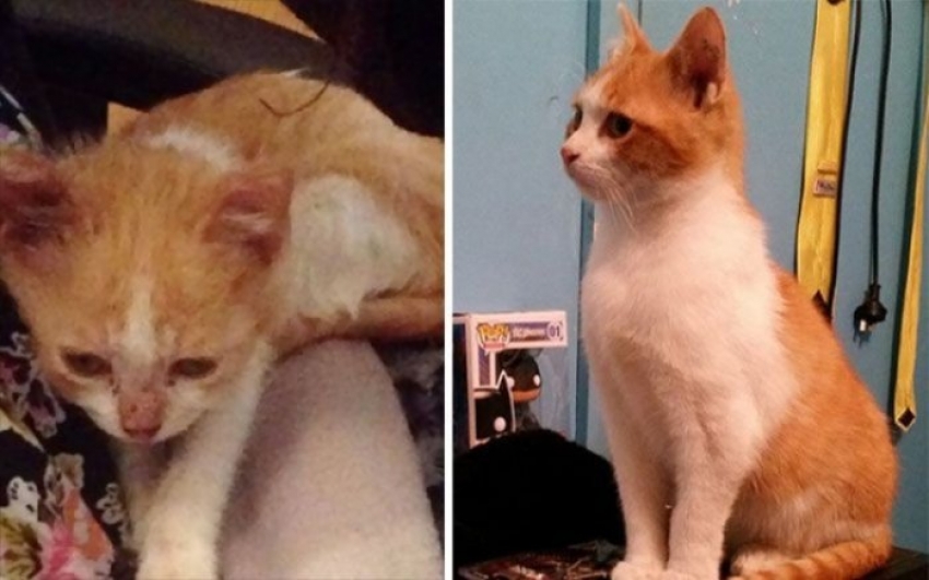 Sevgi ile hayatı değişen 14 sokak kedisi