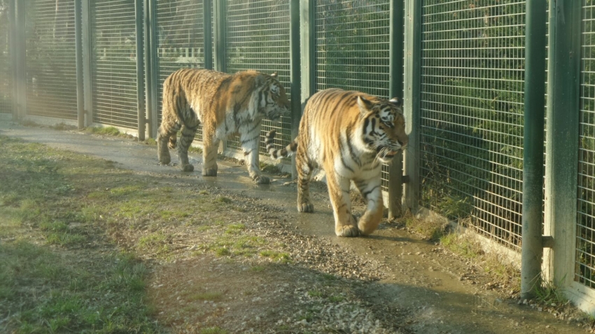 Bursa Hayvanat Bahçesi sakinlerinin güneş banyosu...