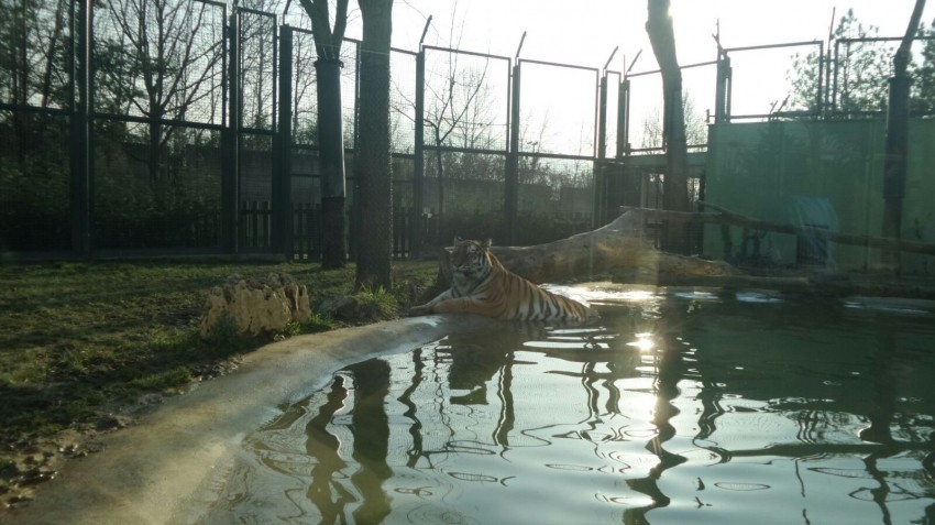 Bursa Hayvanat Bahçesi sakinlerinin güneş banyosu...