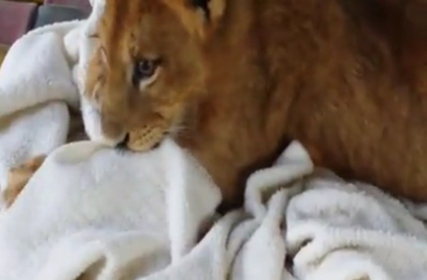 Bu aslan battaniyesiz uyuyamıyor!