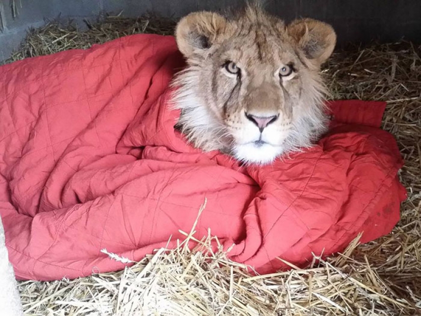 Bu aslan battaniyesiz uyuyamıyor!