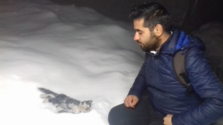 Hakkari’de sokak kedisi donarak öldü