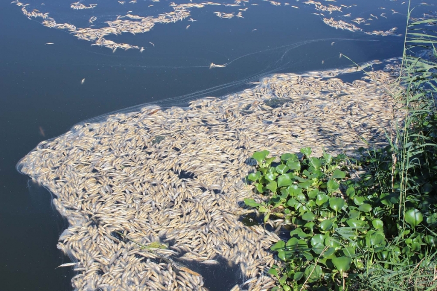 On binlerce balık ’oksijen yetersizliğinden’ ölmüş