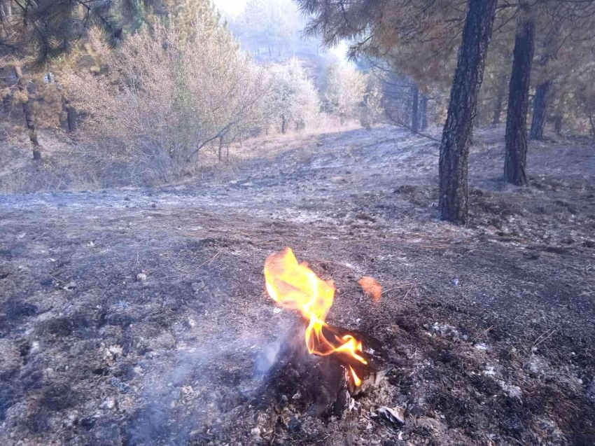 Orman yangını çıktı