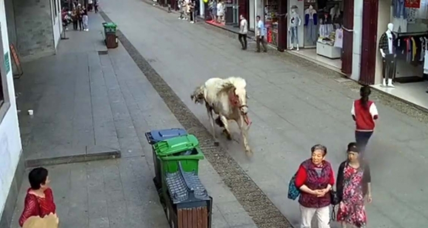 Çin’de hızla koşan at yayaları ezdi