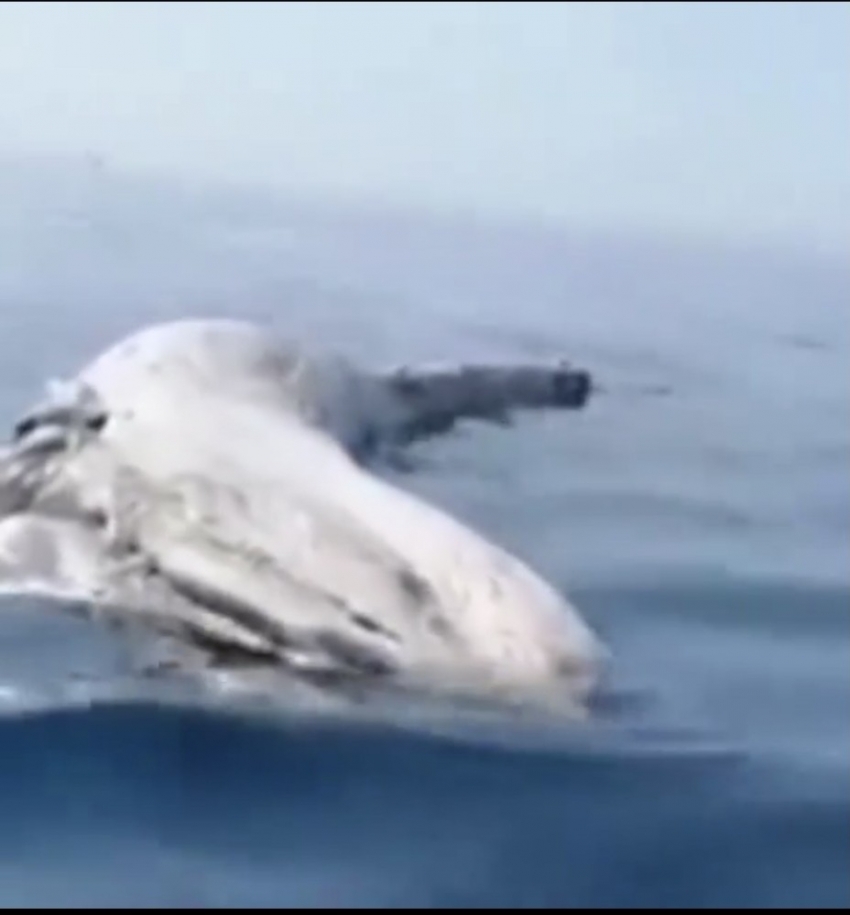 Ölü balinaya rastlandı