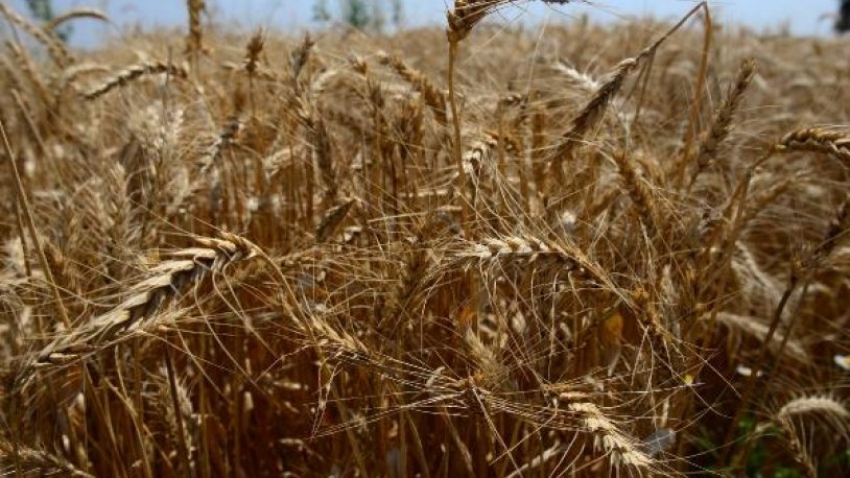 Bakanlıktan 'buğday' açıklaması