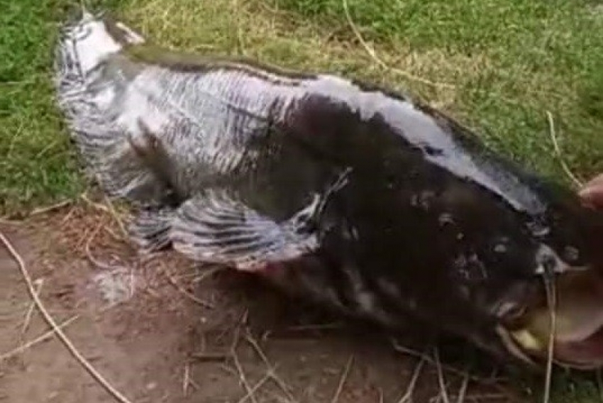 55 kiloluk dev yayın balığı yakalandı