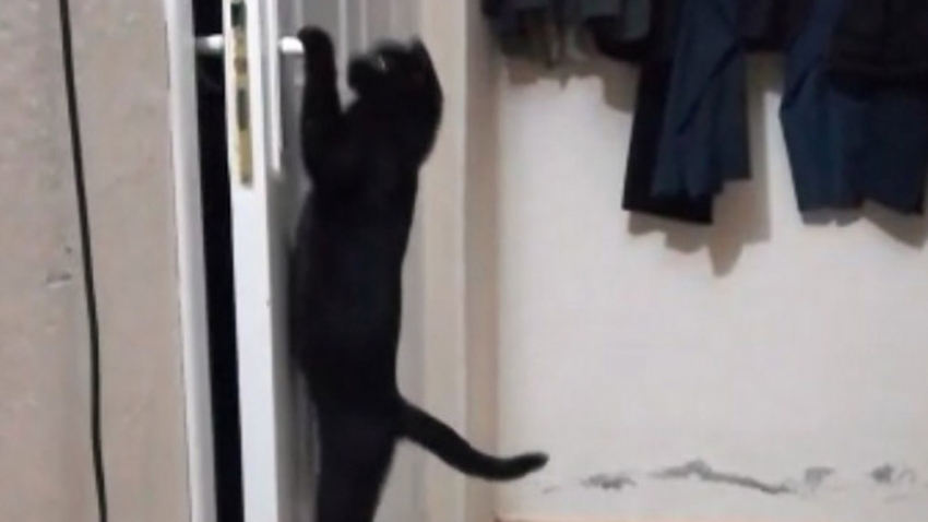 Patisiyle kapıyı açan kedi fenomen oldu