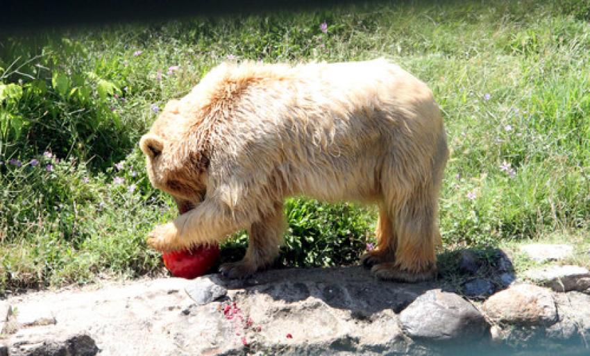 Bursa'da hayvanlar dondurma ile serinliyor