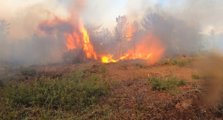 Tarım ve Orman Bakanlığı: “Bursa’daki yangın tamamen kontrol altına alındı”