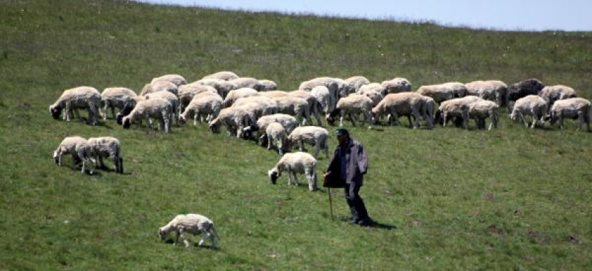 Samsun'da aylık 2 bin 500 lira ücretli 400 çoban aranıyor