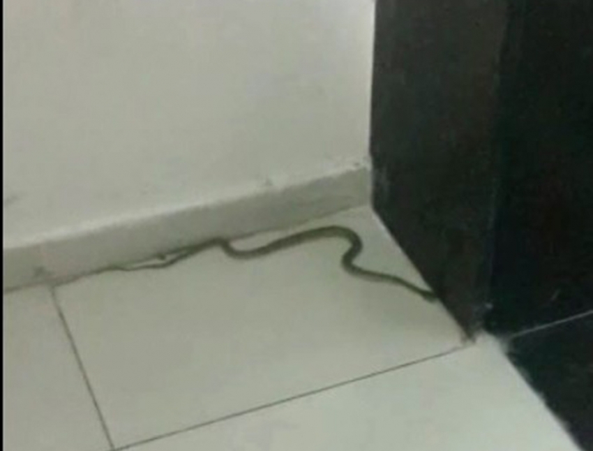 Adana Büyükşehir Belediyesinde yılan paniği