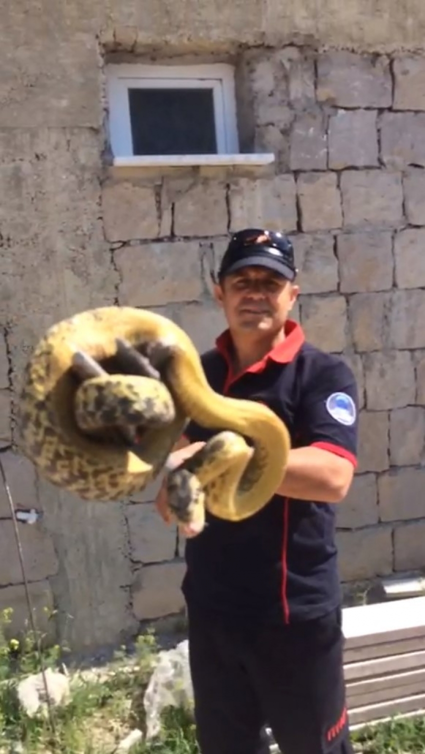 Duvardaki 3 metrelik dev yılan böyle yakalandı