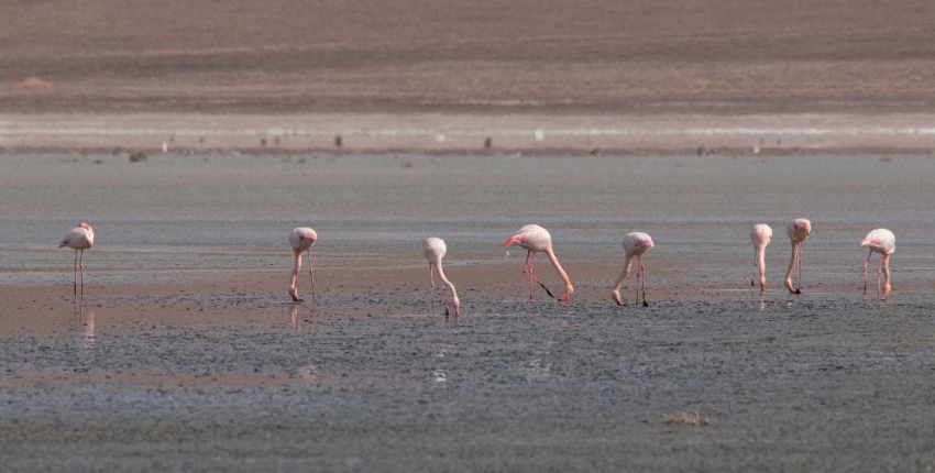 Düden Gölü’ndeki flamingo sayısı düştü