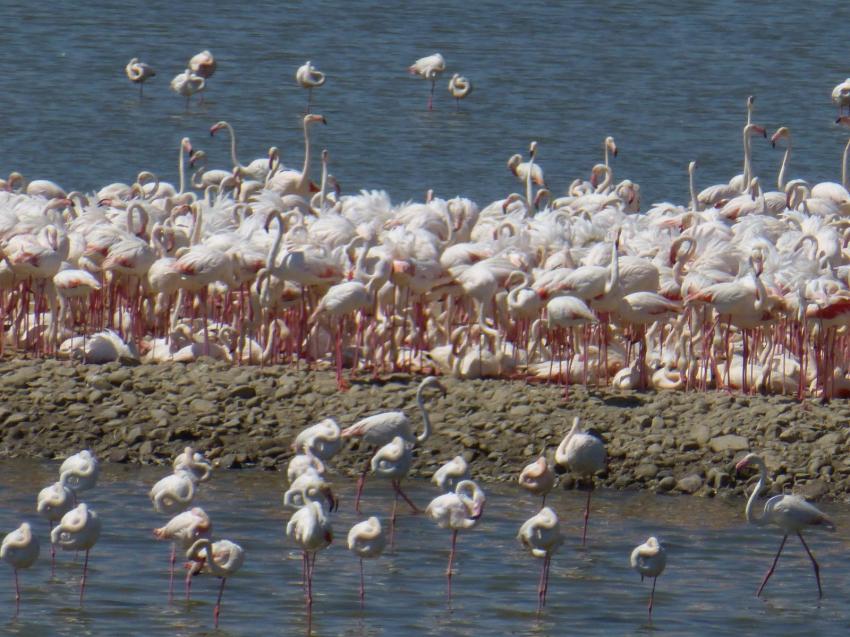 İzmir Kuşcenneti'nde flamingo bereketi
