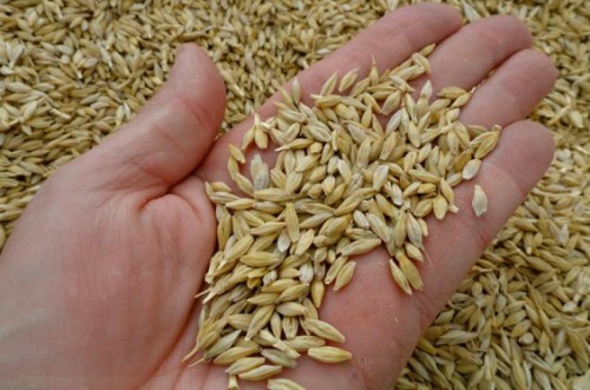 Bursa'da arpa ve buğday alımları başladı