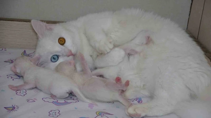 2023 yılının ilk yavru Van kedileri dünyaya geldi
