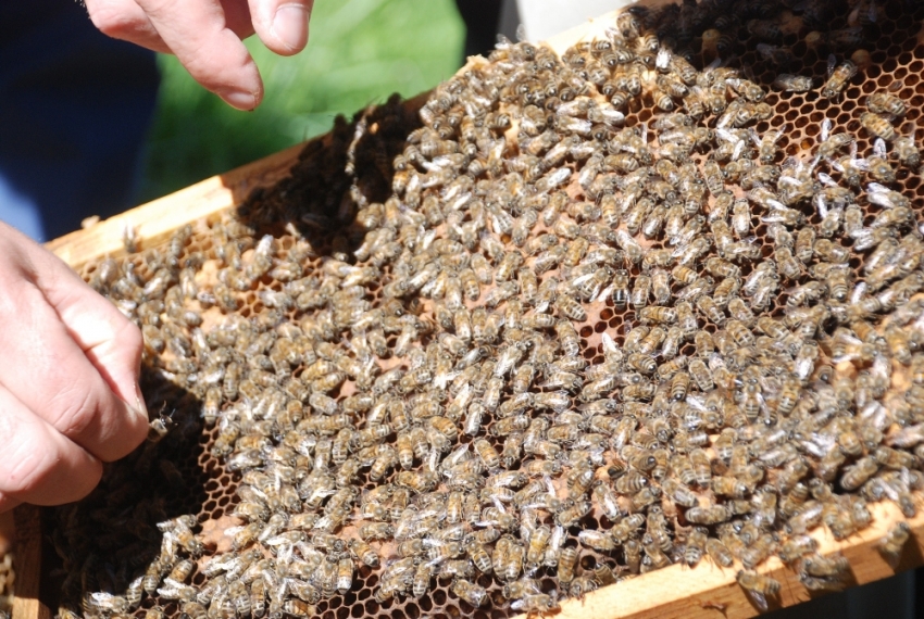 Uysal arılar elden ele dolaştı