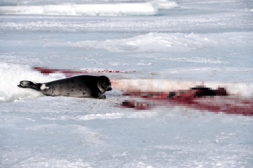 Kanada’da her yıl 300 binden fazla fok katlediliyor
