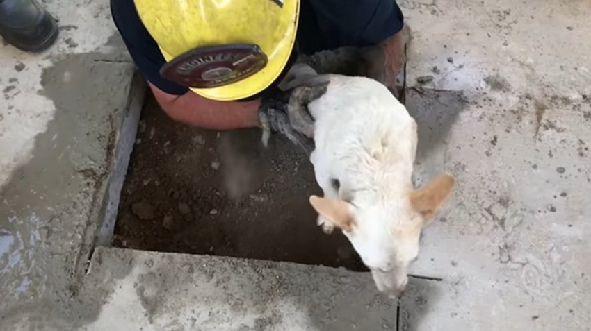 Betonun altında sıkışan köpek kurtarıldı