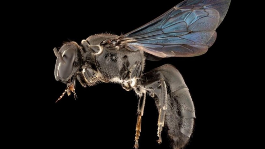 Çok nadir bir arı türü 98 yıl sonra görüldü