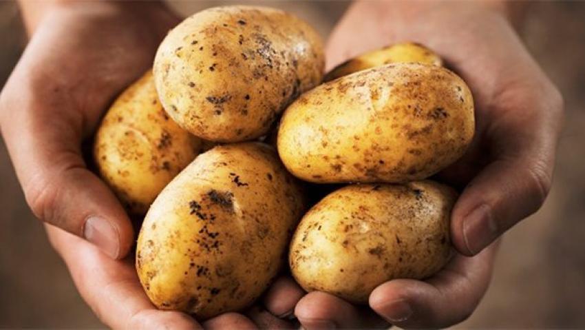 Patates fiyatında önemli düşüş 