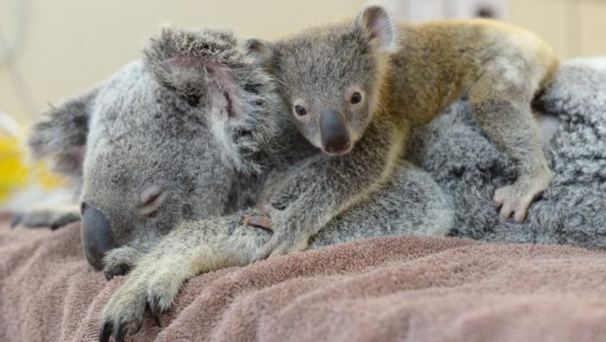 Bebek koala ameliyattaki annesini bir an yalnız bırakmadı