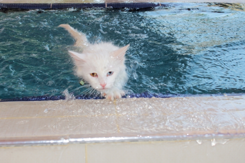 Van kedilerine yüzme eğitimi