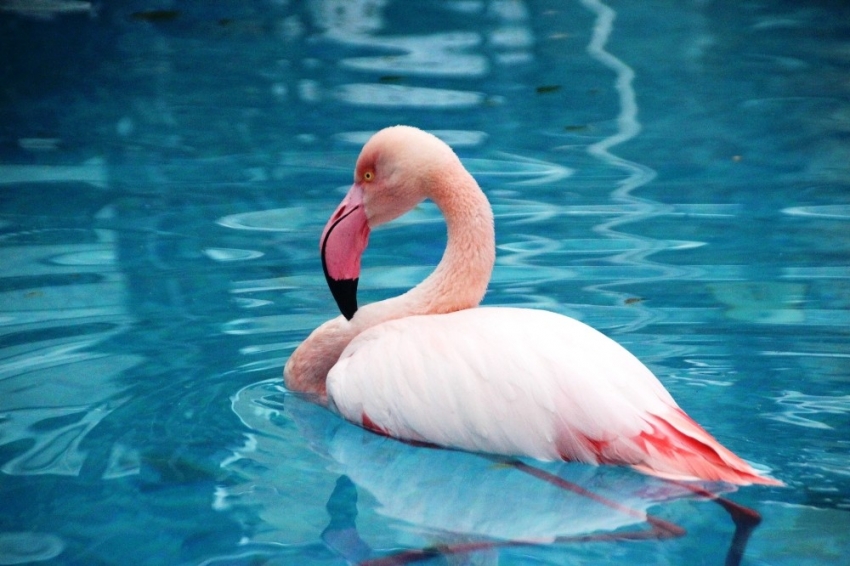 Otelin havuzuna düşen yaralı flamingoyu görenler şoke oldu