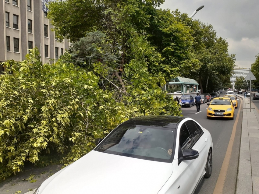 Başkent’te üzerine ağaç devrilen vatandaş yaralandı
