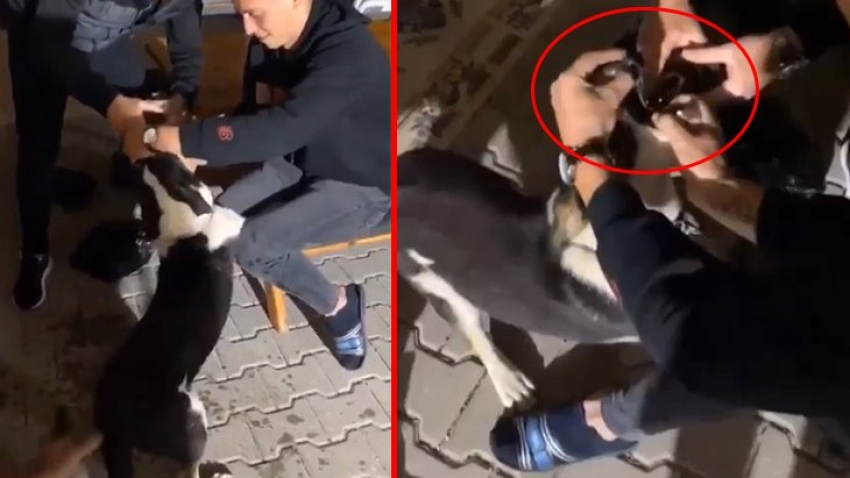 Bursa'da köpeğin ağzını zorla açıp alkol içirdiler