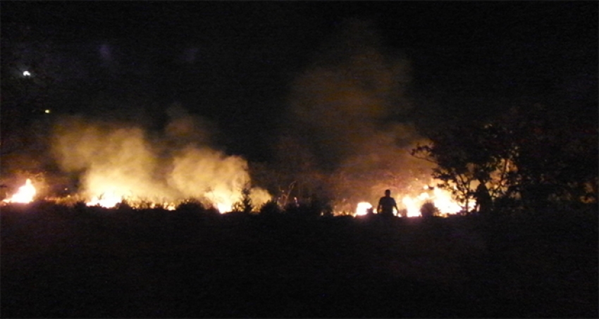 Burhaniye'de meydana gelen ot yangını mandalina bahçesini kül etti