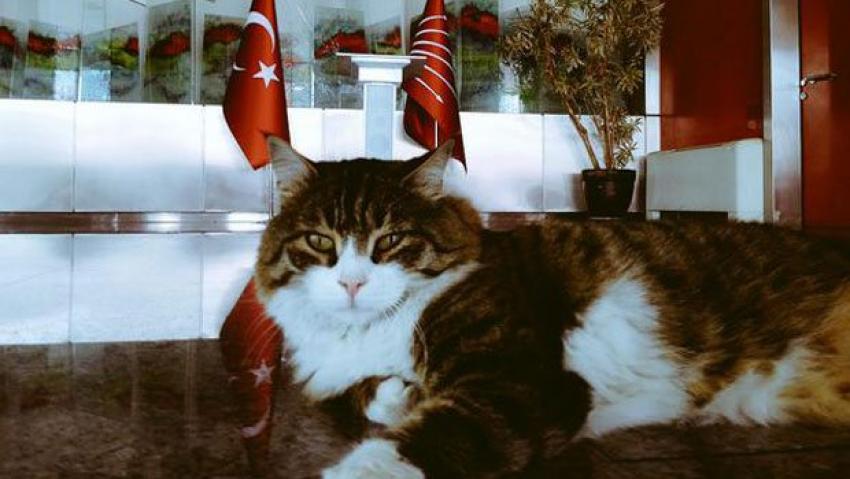 CHP'nin kedisi Şero'dan ilginç tweet