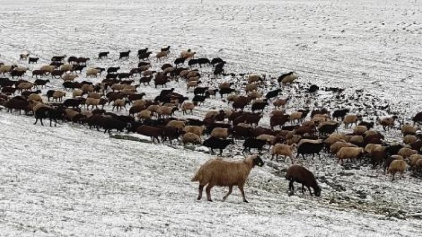 Kars'ın yükseklerine kar yağdı, çobanlar zor durumda kaldı