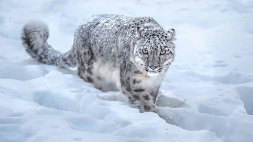 Üç kar leoparı Kovid-19’dan öldü