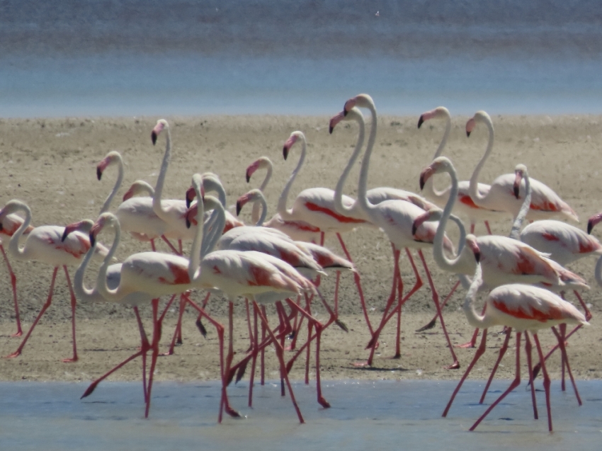 Seyfe Gölü’nde kuş çeşitliliği yaşanıyor