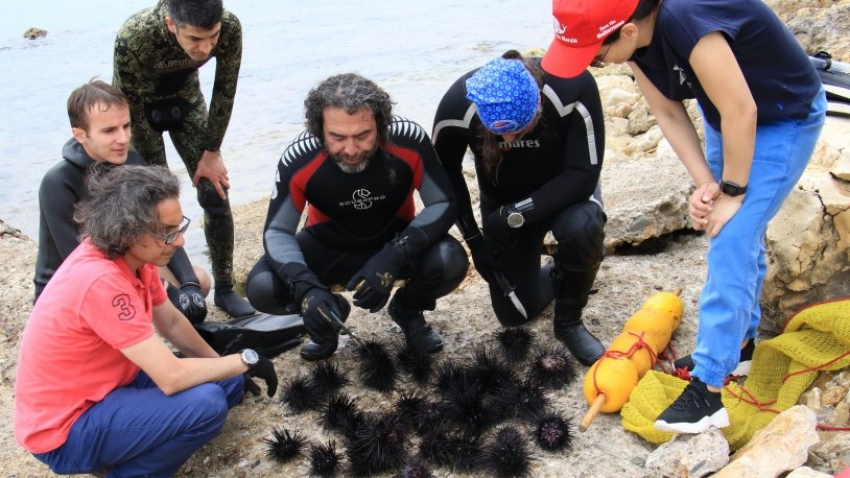 Türkiye sahillerinde dikenli zehirli istilacı türün sayısı çoğalıyor