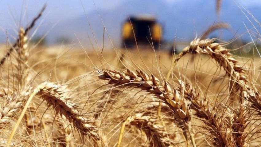 Dünyanın 10 haftalık buğday stoku kaldı!