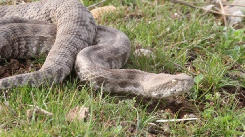 Evinin bahçesinde engerek yılanı tarafından ısırılan hemşire ölümle pençeleşiyor