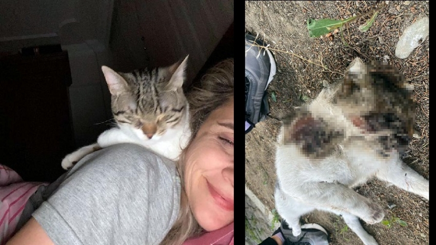 Bursa'da bahçeye bıraktığı engelli kedisini yüzü parçalanmış halde ölü buldu