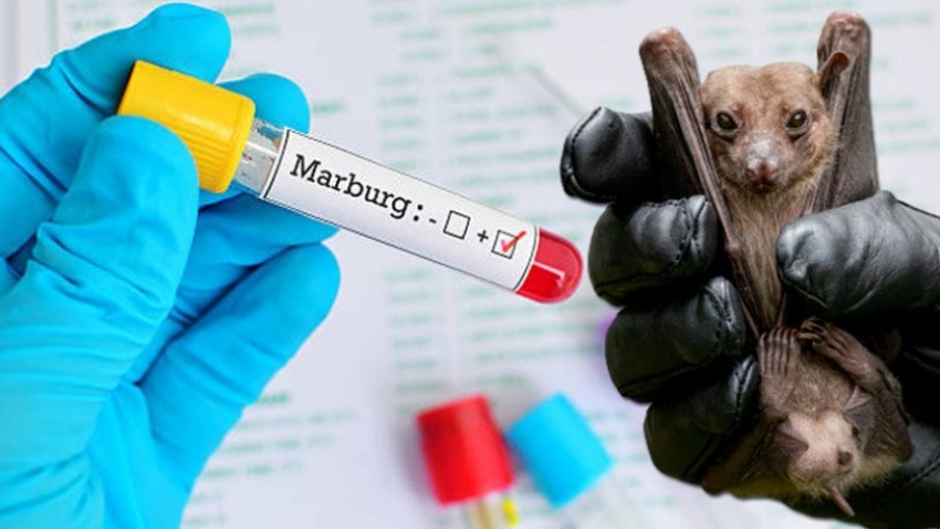 Yarasalardan bulaşan Marburg virüsünden iki kişi öldü