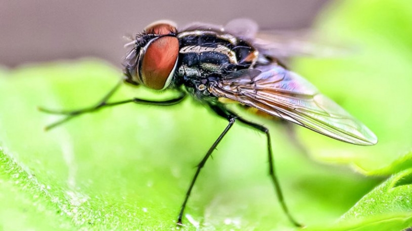 Bilim insanları sineklerin beynini ′hackleyerek′ uzaktan kumanda etmeyi başardı