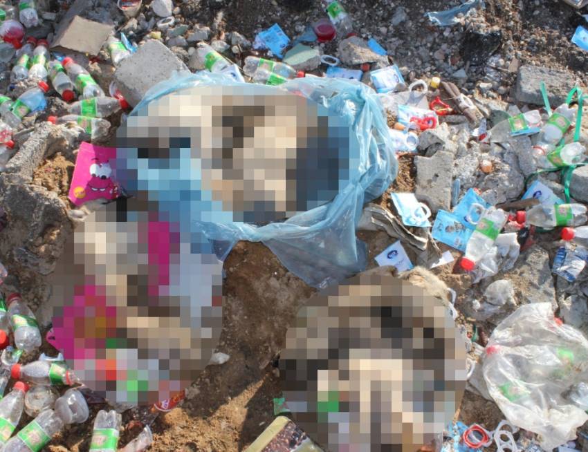 Çöplükte yavru köpeklerin ölü bedenleri bulundu