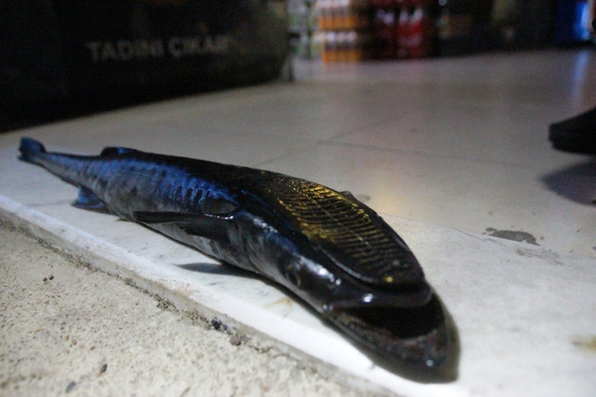 Bodrum’da oltasına takılan balığı görünce şoke oldu