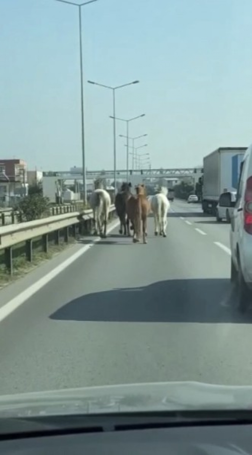 Başıboş atlar Bursa’nın en işlek caddelerinde cirit atıyor