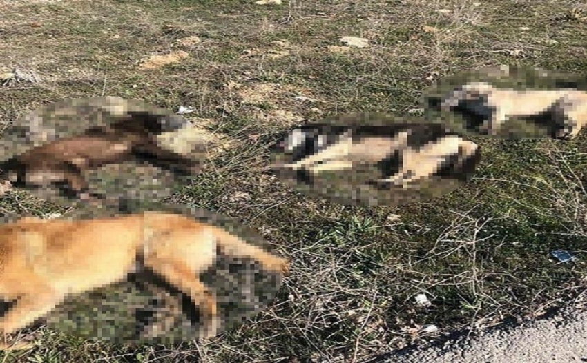 Ankara’da 4 köpek daha zehirlenerek telef edildi